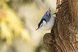 White-breasted Nuthatch (Sitta carolinensis)