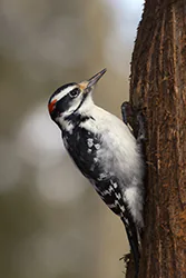 Hairy Woodpecker (Picoides villosus)