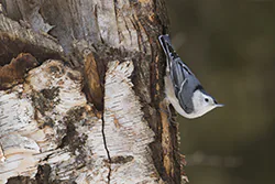 White-breasted Nuthatch (Sitta carolinensis)