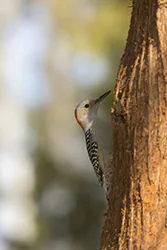 Red-bellied Woodpecker (Melanerpes carolinus)