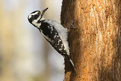 Hairy Woodpecker (Picoides villosus)