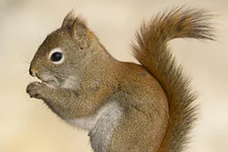 Wiewiórka czerwona (Tamiasciurus hudsonicus)