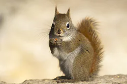 Wiewiórka czerwona (Tamiasciurus hudsonicus)