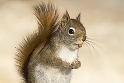Wiewiórka czerwona (Tamiasciurus hudsonicus)