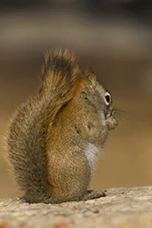 Wiewiórka czerwona (Tamiasciurus hudsonicus)