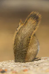 Wiewiórka czerwona (Tamiasciurus hudsonicus)