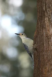 Red-bellied Woodpecker (Melanerpes carolinus)