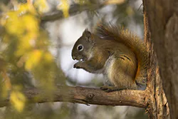 Wiewiórka czerwona (Tamiasciurus hudsonicus)
