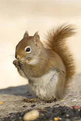 Wiewiórka czerwona (Tamiasciurus hudsonicus)