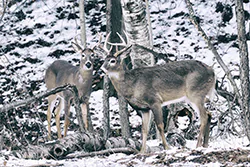 White-tailed Deer (Odocoileus virginianus)