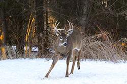 White-tailed Deer (Odocoileus virginianus)