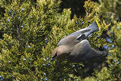 Cedar Waxwing (Bombycilla cedrorum)