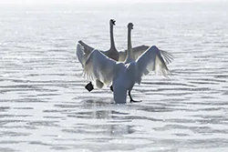 Trumpeter Swan (Cygnus buccinator)