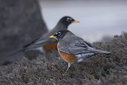 American Robin (Turdus migratorius)