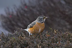 American Robin (Turdus migratorius)