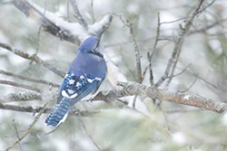 Blue Jay (Cyanocitta cristata)