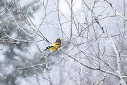Evening Grosbeak (Coccothraustes vespertinus)