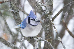 Blue Jay (Cyanocitta cristata)