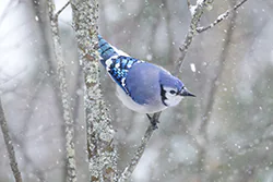 Blue Jay (Cyanocitta cristata)