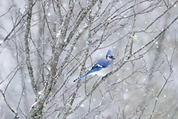 Blue Jay (Cyanocitta cristata)