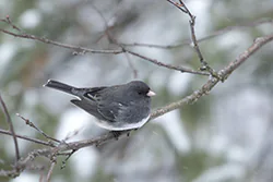 Dark-eyed Junco (Junco hyemalis)
