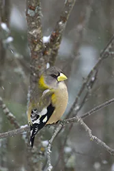 Evening Grosbeak (Coccothraustes vespertinus)
