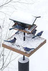 Blue Jay (Cyanocitta cristata)