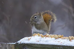 Wiewiórka czerwona (Tamiasciurus hudsonicus)
