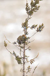 Wiewiórka czerwona (Tamiasciurus hudsonicus)