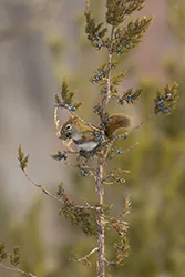 Wiewiórka czerwona (Tamiasciurus hudsonicus)