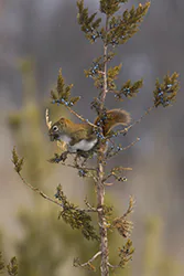 Wiewiórka czerwona (Tamiasciurus hudsonicus)