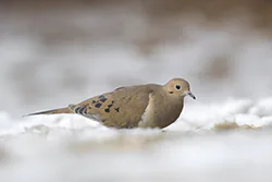 Mourning Dove (Zenaida macroura)