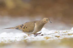 Mourning Dove (Zenaida macroura)