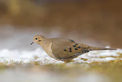 Mourning Dove (Zenaida macroura)