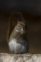 Wiewiórka czerwona (Tamiasciurus hudsonicus)