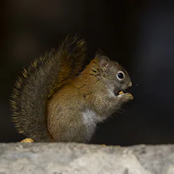 Wiewiórka czerwona (Tamiasciurus hudsonicus)