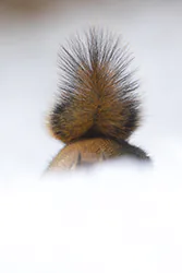 Wiewiórka czerwona (Tamiasciurus hudsonicus)