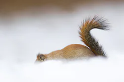 Wiewiórka czerwona (Tamiasciurus hudsonicus)