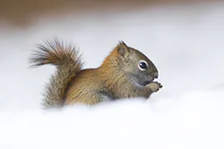 Wiewiórka czerwona (Tamiasciurus hudsonicus)