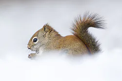 Wiewiórka czerwona (Tamiasciurus hudsonicus)