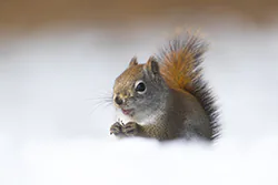 Wiewiórka czerwona (Tamiasciurus hudsonicus)