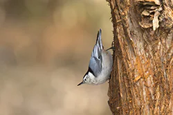 White-breasted Nuthatch (Sitta carolinensis)