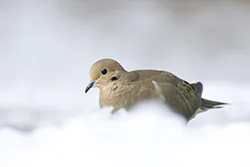 Mourning Dove (Zenaida macroura)