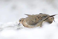 Mourning Dove (Zenaida macroura)