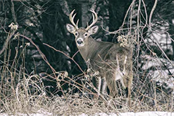 White-tailed Deer (Odocoileus virginianus)