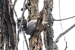 Eastern Gray Squirrel (Sciurus carolinensis)