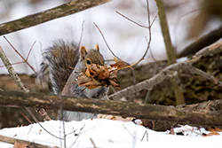Wiewiórka szara (Sciurus carolinensis)