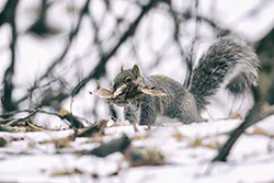 Eastern Gray Squirrel (Sciurus carolinensis)