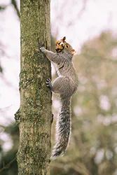 Wiewiórka szara (Sciurus carolinensis)
