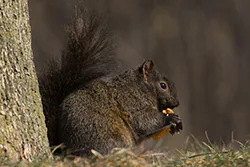 Wiewiórka szara (Sciurus carolinensis)